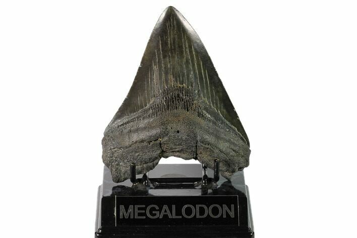 Fossil Megalodon Tooth - North Carolina #145457